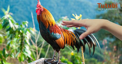 Padron:Napiling Larawan/Manok na Tandang .